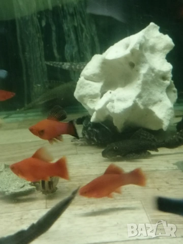 Продавам 15 високоплавни хелери, снимка 3 - Рибки - 54169612