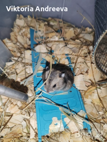 Продавам Хамстерчета, снимка 2 - Хамстери - 54347733