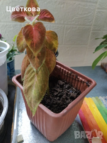  6 растения + подарък и отстъпка, снимка 4 - Стайни растения - 53926149