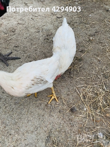 Петли и кокошки, снимка 2 - Кокошки и пуйки - 52066188