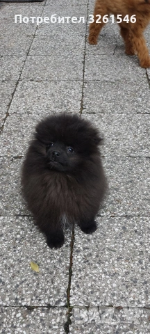 Продавам мъжки померан , снимка 4 - Померан - 53936076