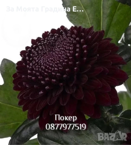 Хризантема разсад за юни месец!!, снимка 12 - Разсади - 54032482