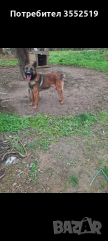 Белгийска овчарка мъжко на 1,5 г.