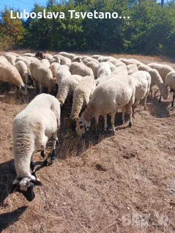 Продавам овце, мъжки шилета, кочове