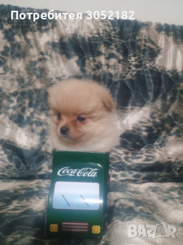 Свободно момче померанче, снимка 2 - Померан - 53288902