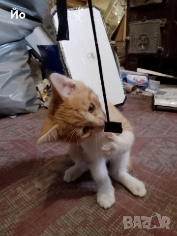 Мъжки котенца търсят своя постоянен дом, снимка 6 - Други - 51947420