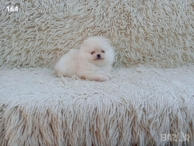 Мъжки Померан. Реални снимки от 06.04.26 г. , снимка 4 - Померан - 54121711