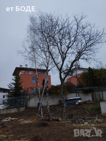 Рязане на дървета и клони, снимка 3 - Други услуги - 53281818