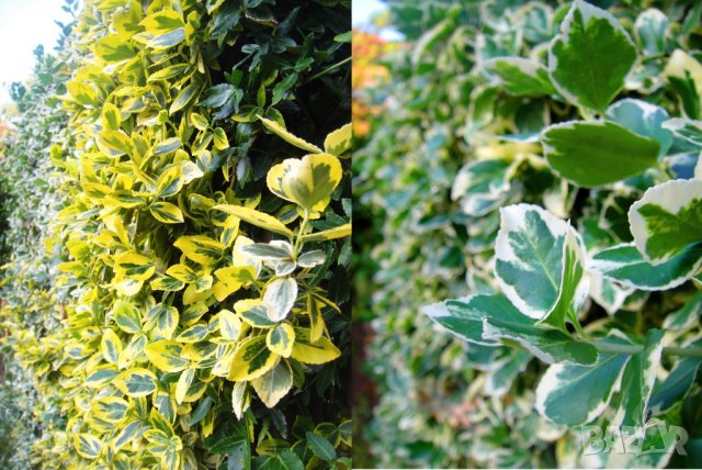 Радиканс - 3 вида вечнозелен жив плет (ПРОМО: 1,10 лв.–0,80 лв.)