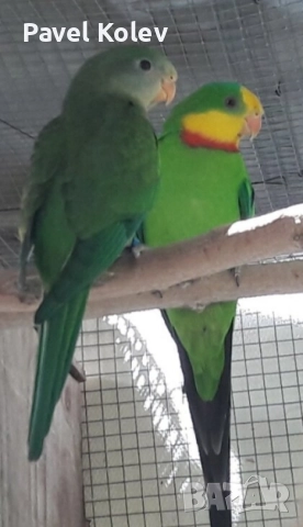 Коледна промоция на папагали , снимка 16 - Папагали - 52658145