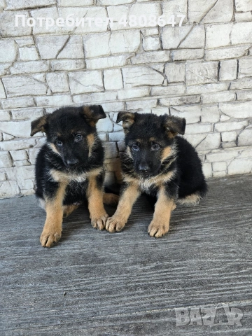 Немски овчарки , снимка 4 - Немска овчарка - 54320500