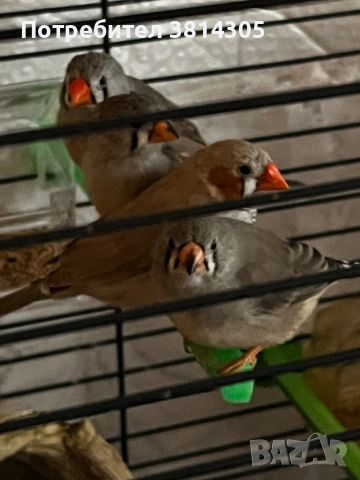 Зеброви амадини/ финки