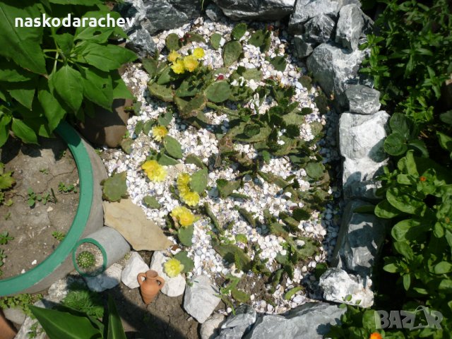 Студоустойчиви кактуси Опунция (Бодлива круша) подходящи за Вашата красива градина, снимка 12 - Градински цветя и растения - 29201767