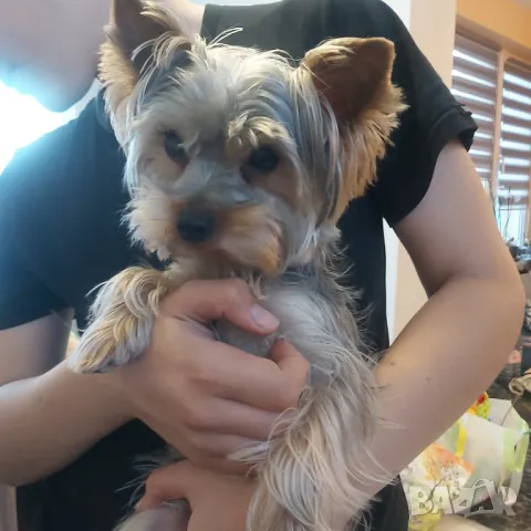 Мъжко йорки за разплод , снимка 2 - Търси партньор - 48523345