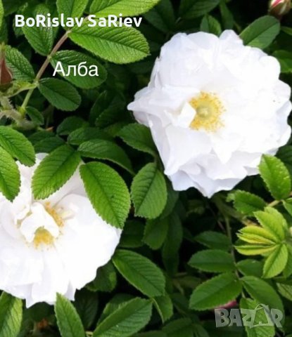 Разсад маслодайни рози, снимка 10 - Градински цветя и растения - 42641069