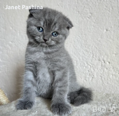 Клепоухи шотландски котета , снимка 5 - Британска късокосместа - 50742620