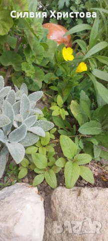 Продавам разсад декоративен Щир 