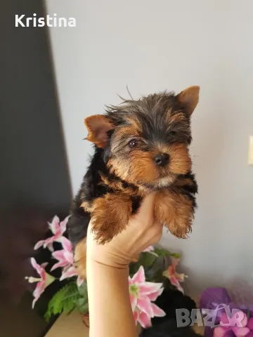 Йоркширски териер йорки, снимка 4 - Йоркширски териер - 47483621