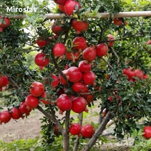 НАР-(Punica Granatum), снимка 1