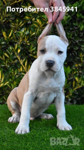 Sini amerikanski stafordshirski terieri, снимка 6 - Американски стафордширски териер - 42249327