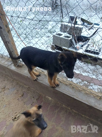 Свободни кученца си търсят отговорни стопани!!!