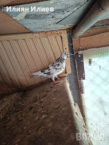 Женска гълъбица- унгарка, снимка 6 - Гълъби - 54081687