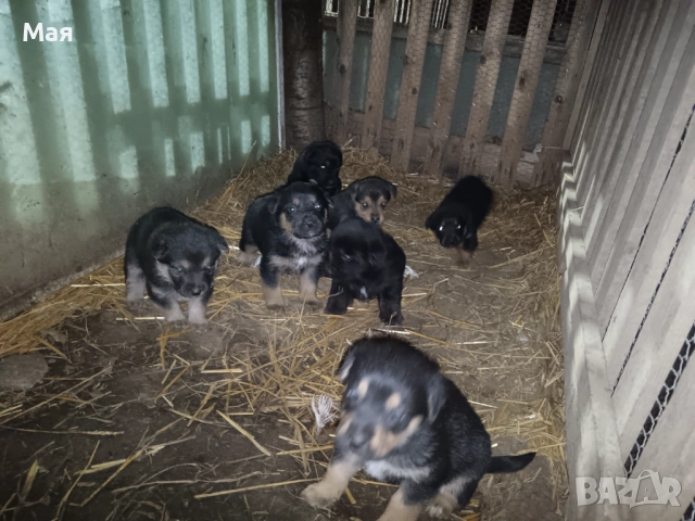 Бебета копойчета