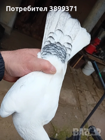 Пазарджишки гълъби , снимка 4 - Гълъби - 53260859