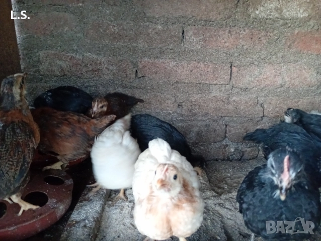 Продам пилета ,ярки млади петлета , снимка 11 - Кокошки и пуйки - 51726042