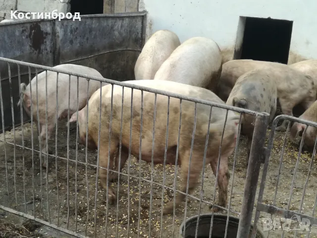 УГОЕНИ ПРАСЕТА. промоция до края на месеца., снимка 8 - Прасета - 48062072