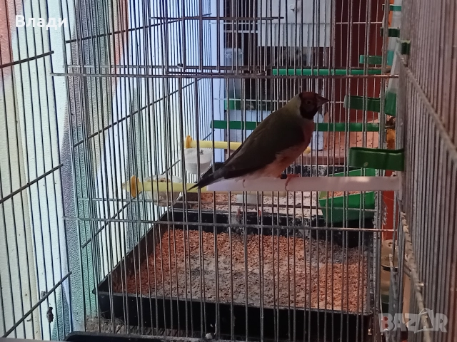 Гулдови амадини, снимка 2 - Амадини - 52650097