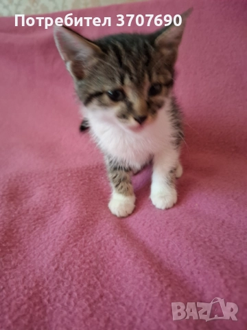 Женско котенце на 2,5месеца търси дом, снимка 8 - Други - 52014989