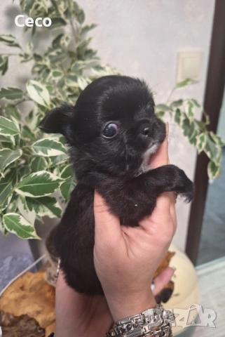 Чихуахуа , снимка 3 - Чихуахуа - 53024634