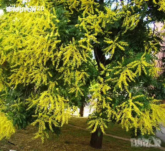 Китайски Мехурник -Koelreuteria “Paniculata”