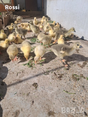 НеМи патета и ГъСета, снимка 6 - Патици и гъски - 54136349