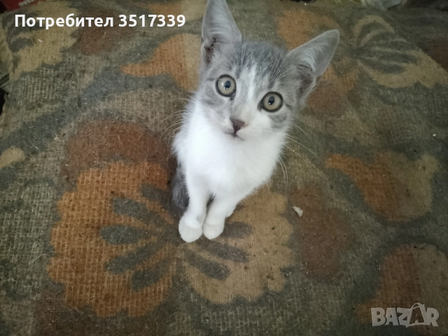 Подарявам коте, снимка 6 - Други - 52048338