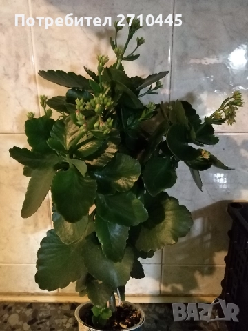 Каланхое, голямо