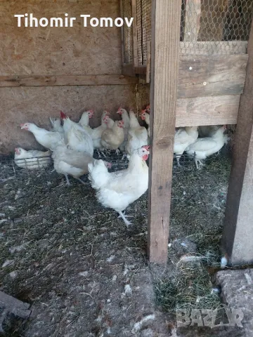 продавам кокошки петли пуйки 