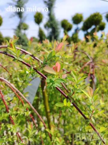 Плачеща върба, Salix Integra Pendula, снимка 3 - Градински цветя и растения - 50247216