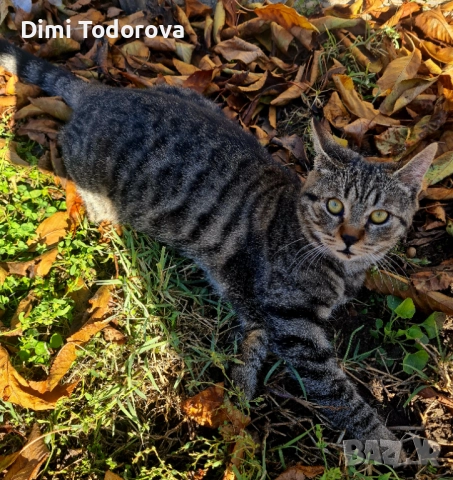 ✨ Сеньор и Тайгър търсят своя дом ✨, снимка 10 - Други - 52284340