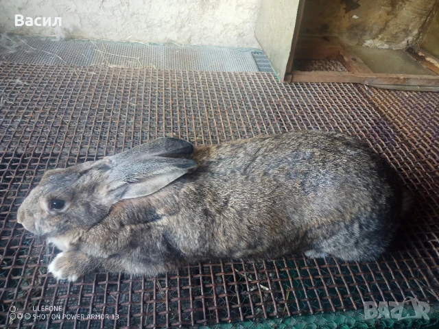 Зайци домашни 
