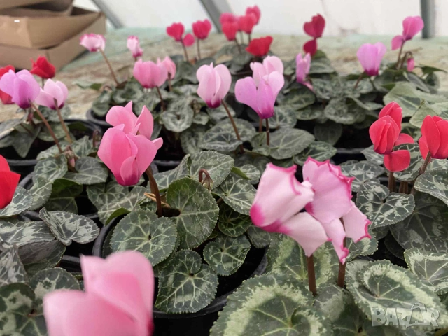 ПРОМО! 6 броя циклами , снимка 6 - Стайни растения - 52392095