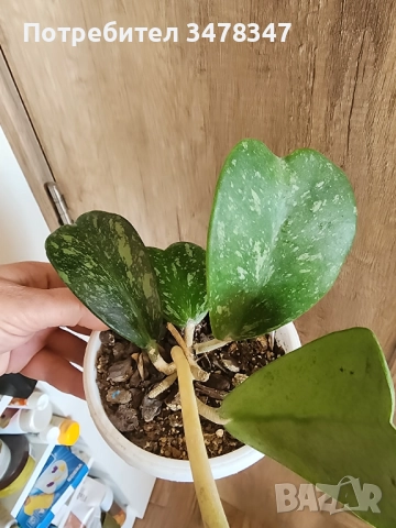 Хоя Kerii splash, снимка 2 - Стайни растения - 52947264