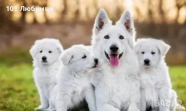 Бяла швейцарска овчарка