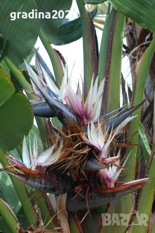 Стрелиция Николай (Strelitzia nicolai), снимка 6 - Разсади - 52907808