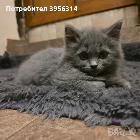 British Shorthair 61 дена