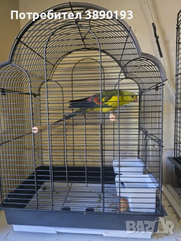 Планински папагал, снимка 1