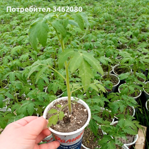 Разсад - Домати, снимка 5 - Разсади - 53999169