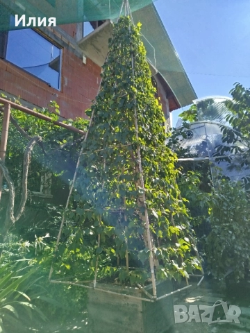 Бреза на формировка пирамида , снимка 3 - Градински цветя и растения - 51471282