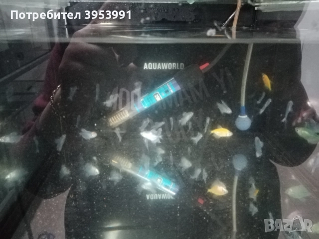 декоративни рибки, снимка 5 - Рибки - 52470776